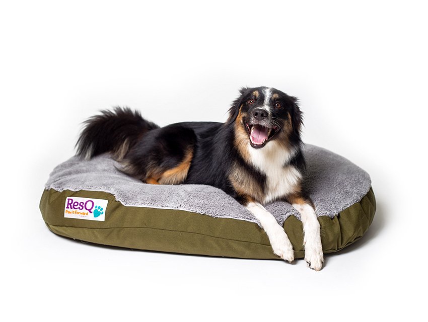 Timber on a ResQ Dog Bed